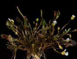 Cardamine exigua. Plant with leafy rosettes.
 Image: P.B. Heenan © Landcare Research 2019 CC BY 3.0 NZ